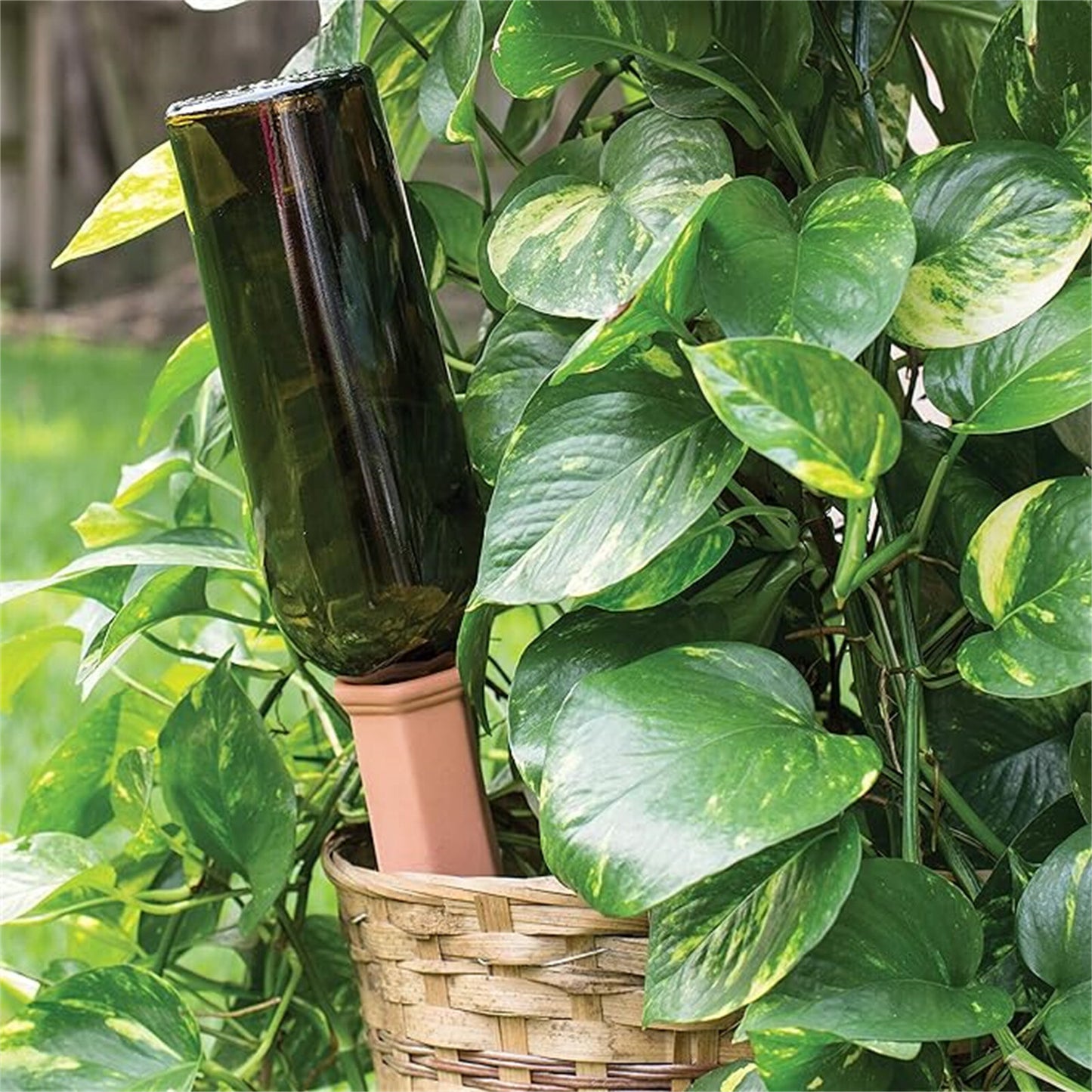 4X Terracotta Automatic Plant Self Watering Spikes Water Drip Irrigation System