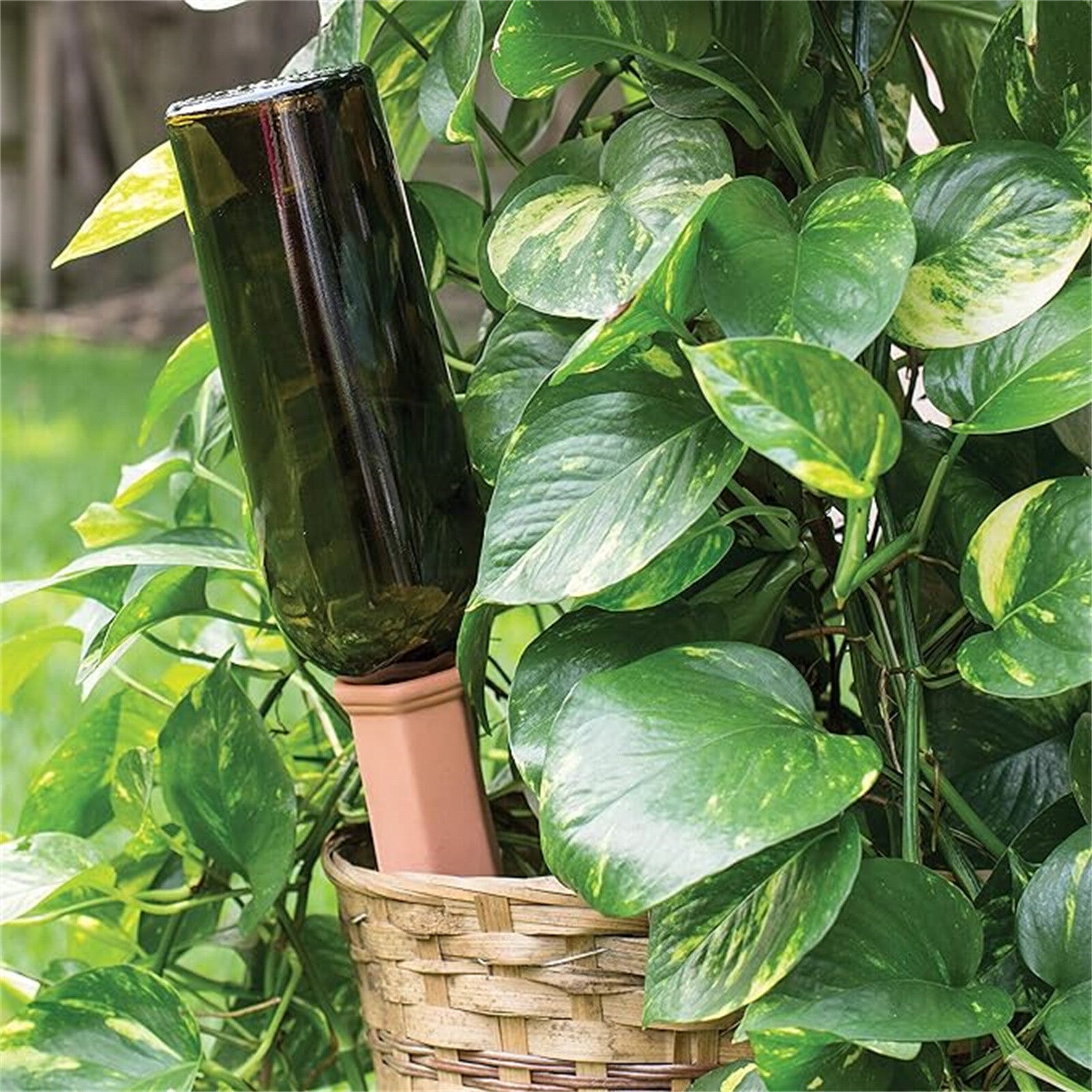 4X Terracotta Automatic Plant Self Watering Spikes Water Drip Irrigation System